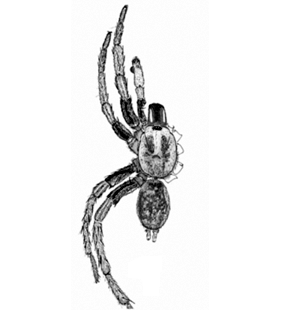 speciesimage