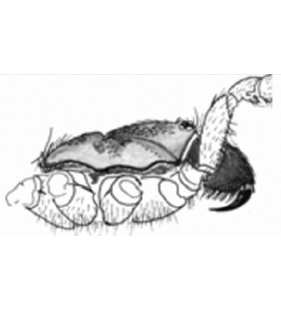 speciesimage