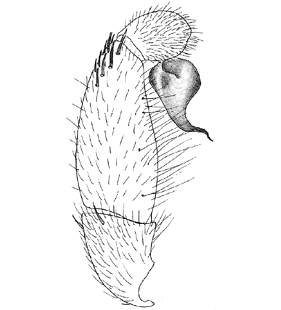 speciesimage