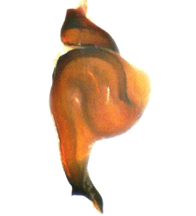 speciesimage