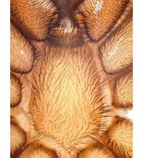 speciesimage