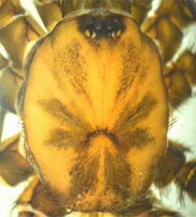 speciesimage