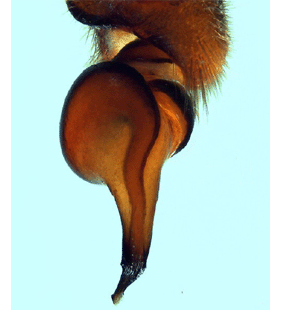 speciesimage