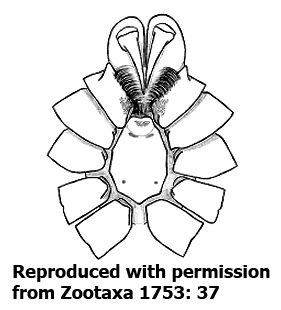 species