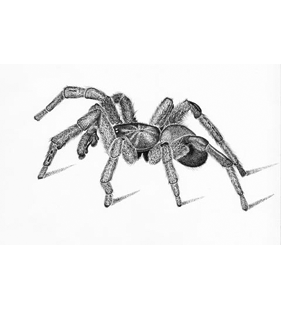 species