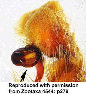 species