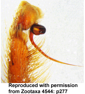 species