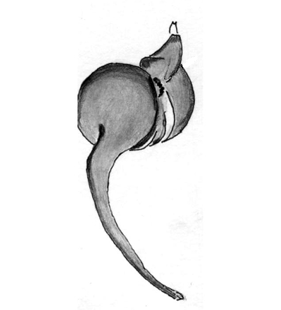 speciesimage