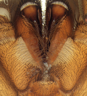 species