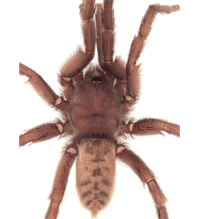 species
