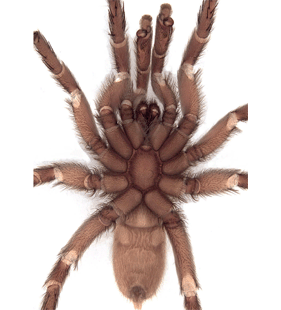 species