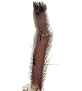 species