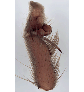 species