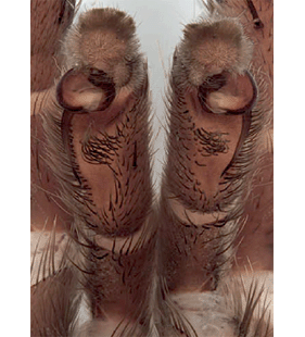 species