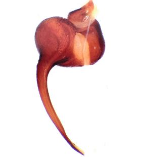 species