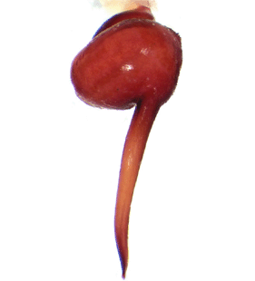 species