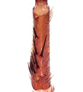 species