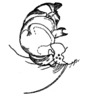 speciesimage