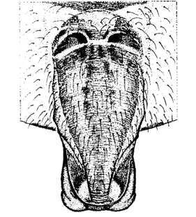 speciesimage