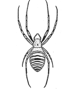 speciesimage