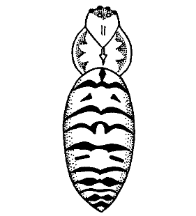 speciesimage