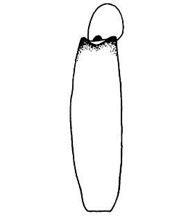 species