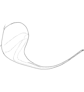 species