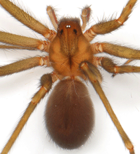 species