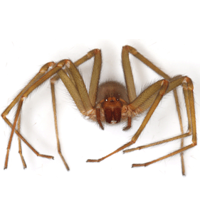 species