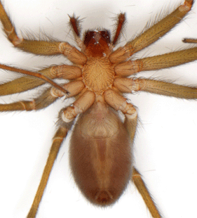 species