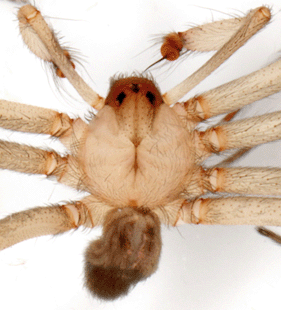 species
