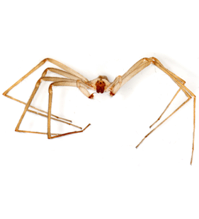 species