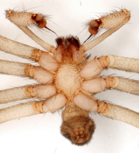 species