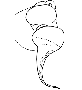 species