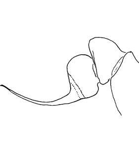 species