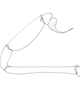 species