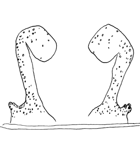 species
