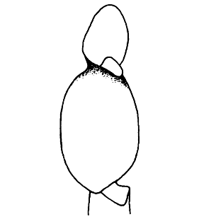 speciesimage