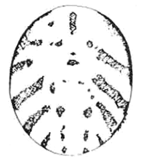 speciesimage