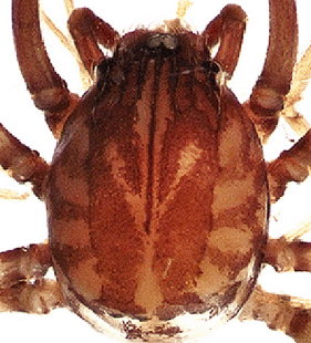 speciesimage