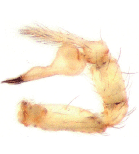 speciesimage