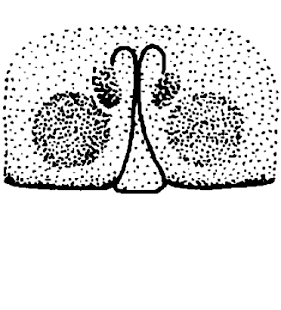speciesimage