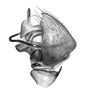 species