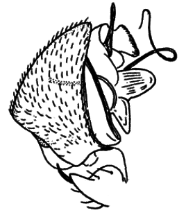 species