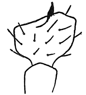 species