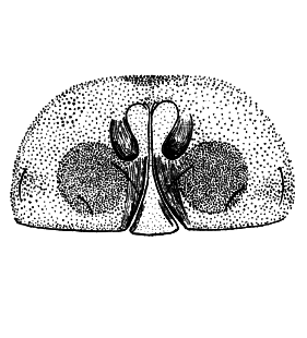 species