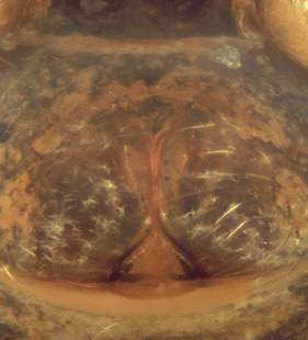 species