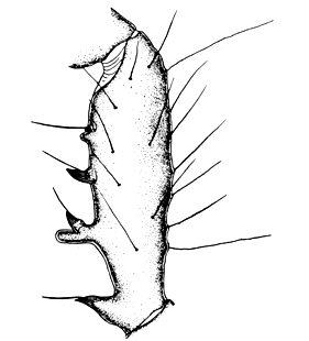 speciesimage