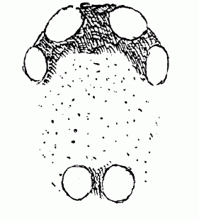 speciesimage