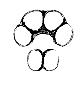 speciesimage